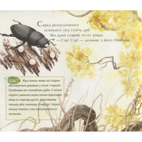 Валя Вздульська: Велике Перевтілення: Обкладинка Мягкая
