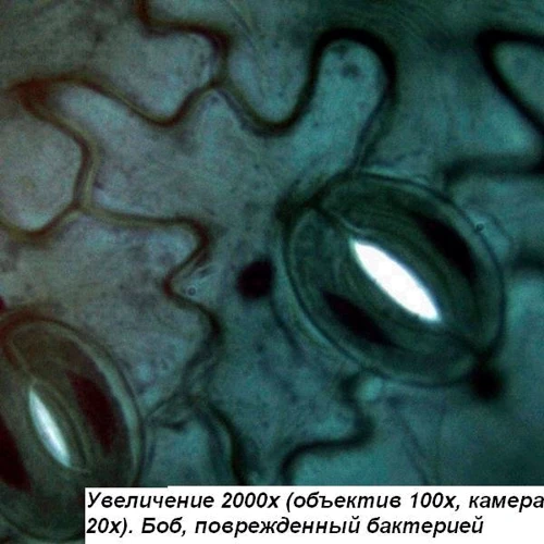 Микроскоп Optika B-193 40x-1000x Trino (920358): Класс Биологические