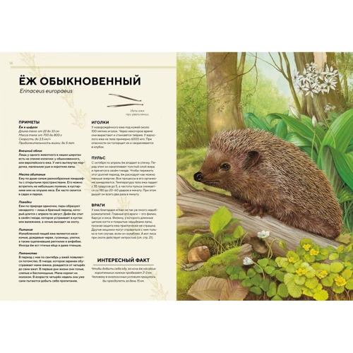 Лесные животные в натуральную величину: Жанр Познавательная литература