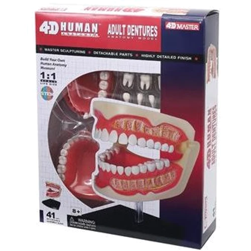 Объемная анатомическая модель 4D Master Зубной ряд человека FM-626015