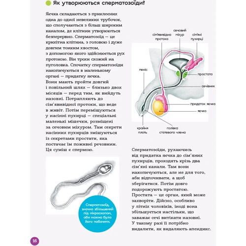 Енциклопедія статево життя. 10-13 років фото 7
