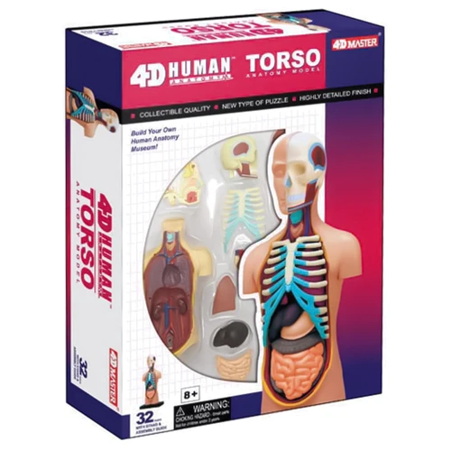 Объемная анатомическая модель 4D Master Туловище человека (FM-626003)