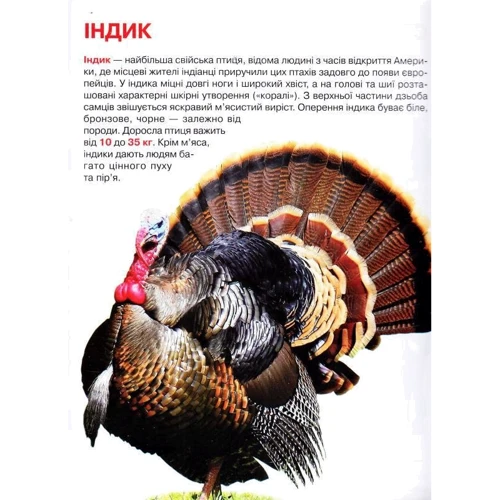 Велика книжка. Свійські тварини: Жанр Познавательная литература