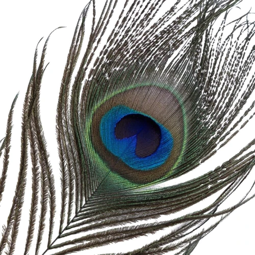 Набор перышек для ласк LOCKINK Sevanda Natural Peacock Flirting Feather Tickler