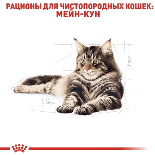 Влажный корм для котов Royal CanIn Maine Coon породы Мейн-кун 85 г (2031001): Тип Влажный корм
