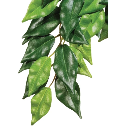 Растение Hagen Ficus Medium (015561230407)