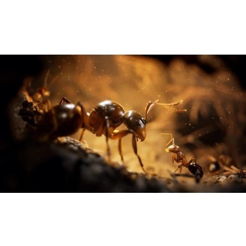 Empire of the Ants Limited Edition (Xbox Series X): Серия приставки Xbox X