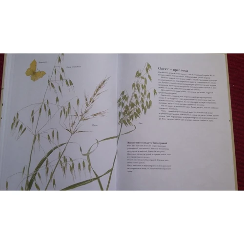 Стефан Каста: Книга злаков и трав: Количество страниц 30