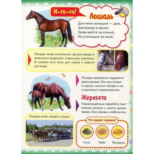 Моя перша книга. Про домашніх тварин (пухка): ISBN 978-966-913-891-0