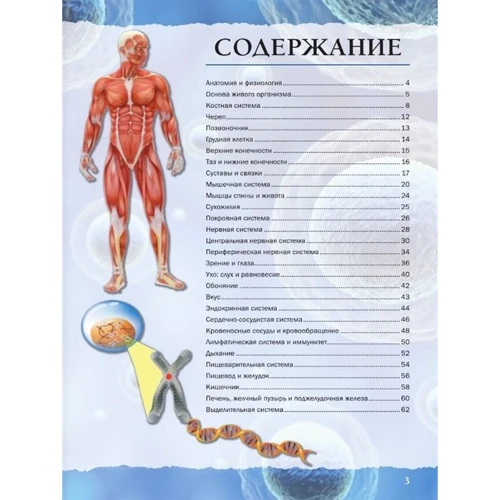 Анна Спектор: Тело человека: Обложка Твердая