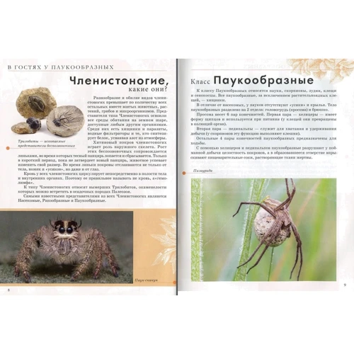 Комахи та інші. Енциклопедія для допитливих: Кількість сторінок 96