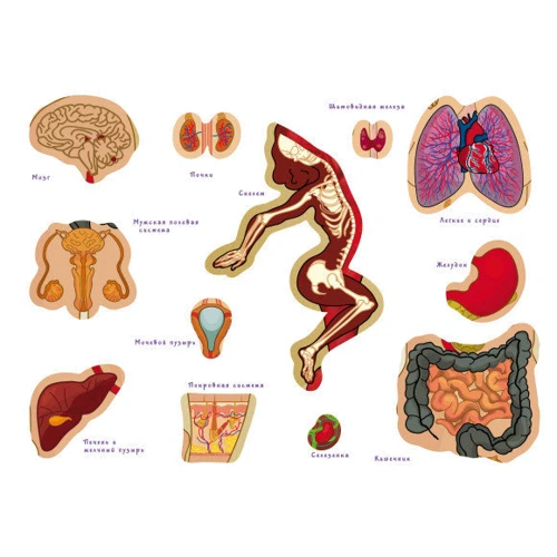 Настільна навчальна гра з багаторазовими наклейками Умняшка Тіло людини KP-004p на рус. мовою