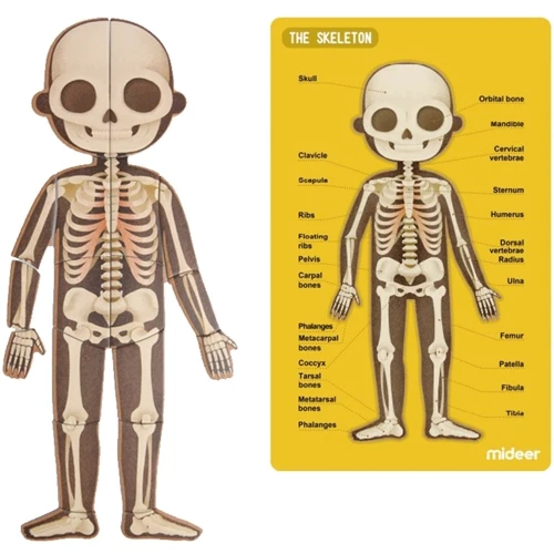 Магнітне тіло людини MiDeer MD2031