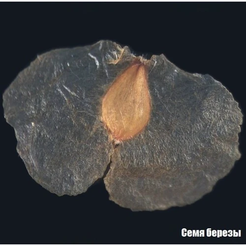 Мікроскоп Bresser Biolux ICD Stereo 20x (908554) фото 5