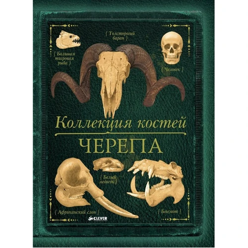 Камилла де ла Бедуайер: Коллекция костей. Черепа
