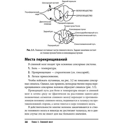 Стивен Голдберг: Клиническая нейроанатомия. Проще не бывает (5-е издание): Количество страниц 176