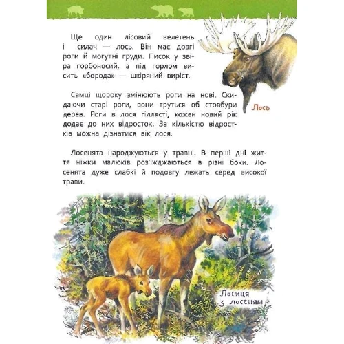У лісі. Моя перша енциклопедія: Количество страниц 48