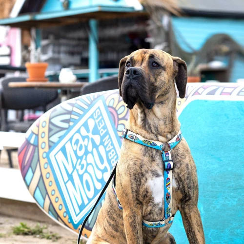 Шлейка для собак Max & Molly Urban Pets H-Harness - Aloha/L 2 см 70-98 см голубая (4894512050761) фото 2