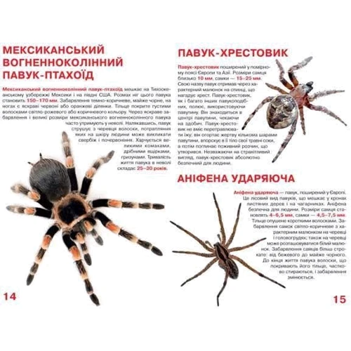 Велика книжка. Павуки: Обложка Мягкая