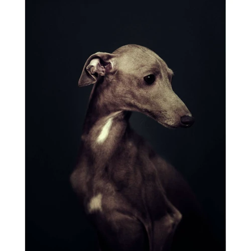 Vincent Lagrange: The Dogs. Human Animals: Жанр Искусство и фотография