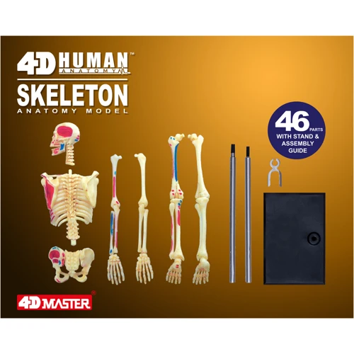 Объемная анатомическая модель 4D Master Скелет человека (FM-626011) фото 9