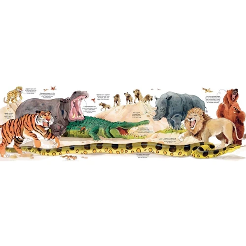 Hazel Maskell: Big Book of Animals: Производитель Usborne Publishing Ltd