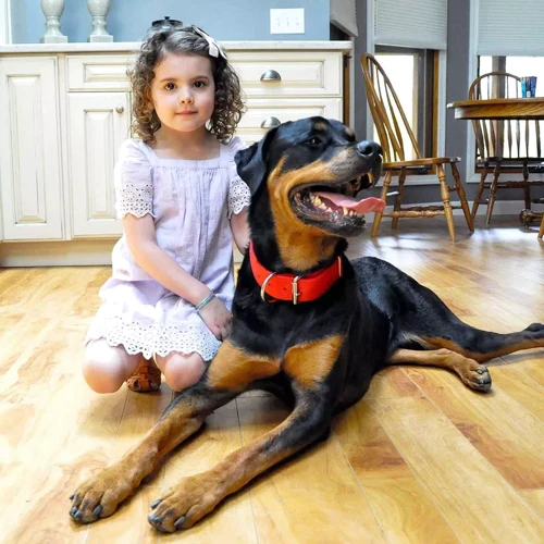 Ошейник двойной Coastal Macho Dog для собак нейлон красный 4.5x65 см: Рассрочка Кредит, 4 месяца, 6 месяцев, 8 месяцев, 15 месяцев, 25 месяцев, 20 месяцев, 36 месяцев
