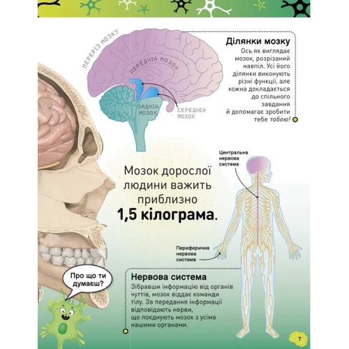 Ліам Дрю: Карколомний мозок. Імпульсивні нейрони, мінливі синапси, хвостаті аксони: Автор Лиам Дрю