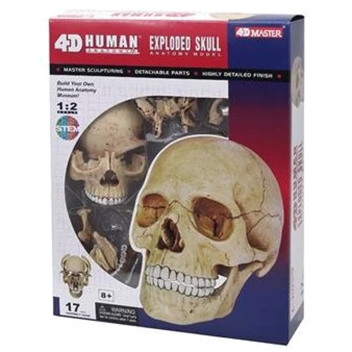 Объемная анатомическая модель 4D Master Череп человека FM-626111