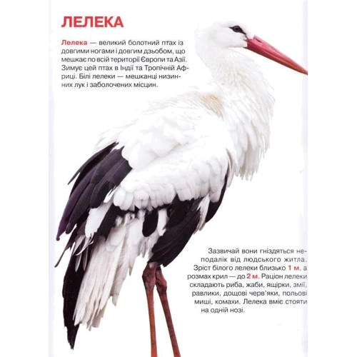 Велика книжка. Птахи: Обложка Мягкая
