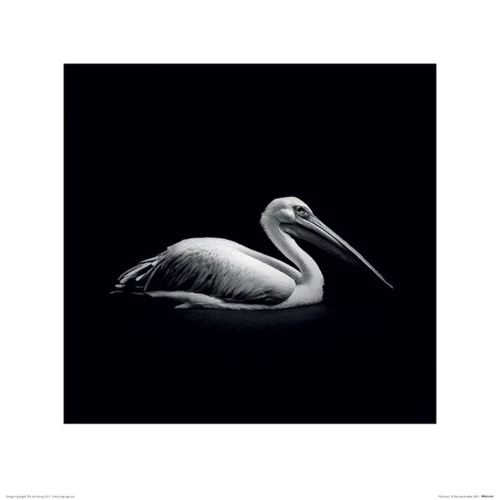 Постер в раме Pyramid International Nicolas Evariste (Pelecanus) 40х40 см (PPR45699)
