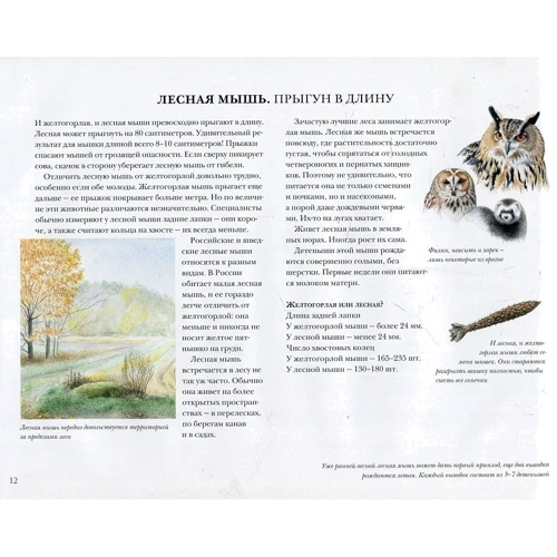 Стефан Каста: Мышиная книга: Количество страниц 56
