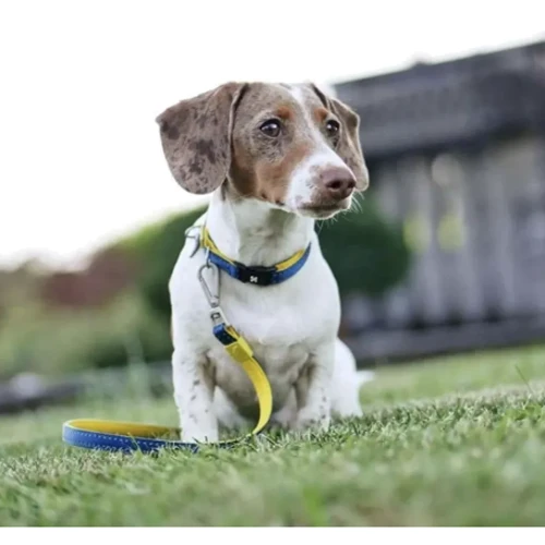 Ошейник для собак Max & Molly Urban Pets Smart ID Collar - Matrix Yellow/XS 22-35 см (4894512017979): Тип Обычные