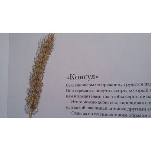 Стефан Каста: Книга злаков и трав: Производитель Белая ворона