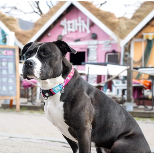 Нашийник Max & Molly 2012 Urban Pets Smart ID Collar - Magical/M з принтом Магії (4894512052697): Довжина 34-55 см