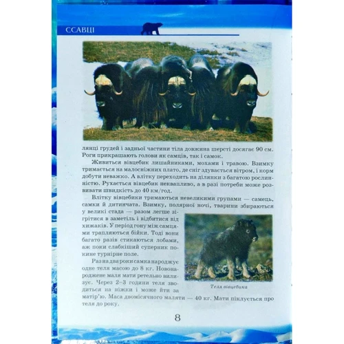 Тваринний світ Арктики та Антарктики. Ілюстрована енциклопедія для дітей: Производитель Септима