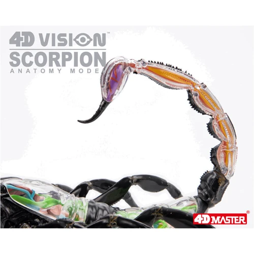 Объемная анатомическая модель 4D Master Скорпион (FM-622033) фото 13