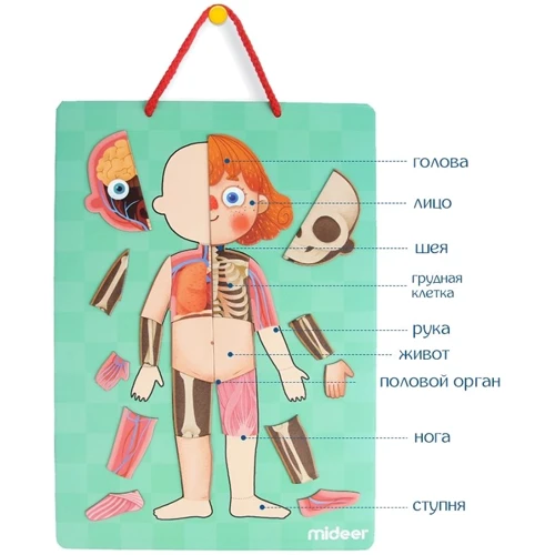 Магнітне тіло людини MiDeer MD2031