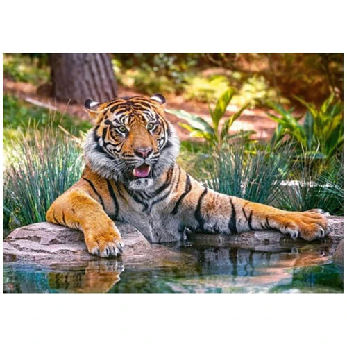 Пазл Castorland 500 животные Суматранский тигр (0505-52745): Производитель CASTORLAND