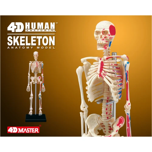 Объемная анатомическая модель 4D Master Скелет человека (FM-626011) фото 8