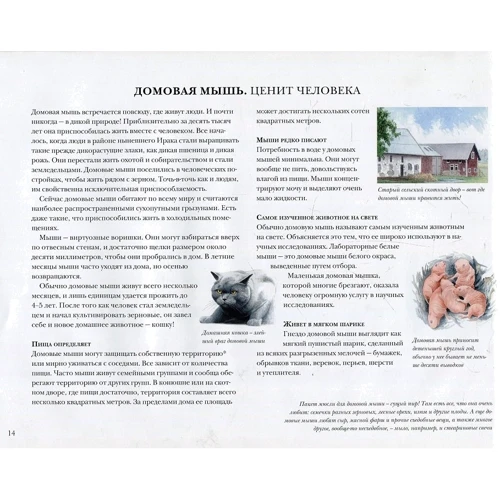 Стефан Каста: Мышиная книга: ISBN 978-5-906640-91-8