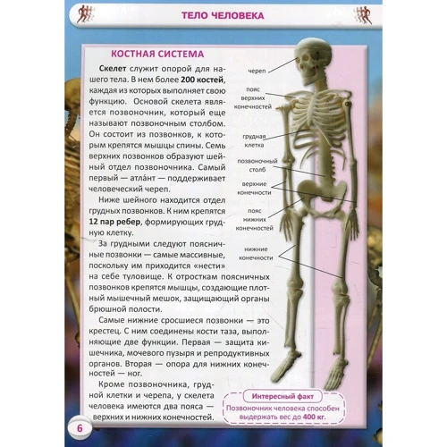 Все о теле человека. 1000 интересных фактов фото 6