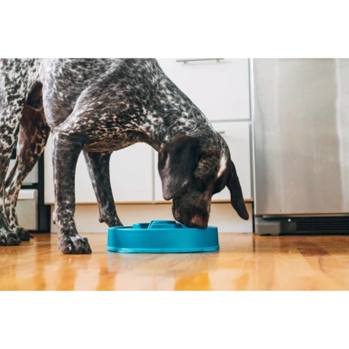 Миска-лабиринт для собак Outward Hound Fun Feeder Drop средняя бирюзовая (oh51006): Тип Миски