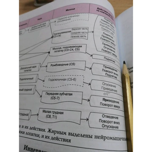 Р. Т. Флойд: Кинезиология. Практичний посібник (20-е видання): Кількість сторінок 496