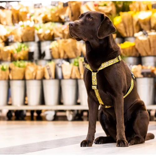 Шлейка для собак Max & Molly Urban Pets H-Harness - Monkey Maniac/L 2 см 70-98 см жовта (4894512050419) фото 4