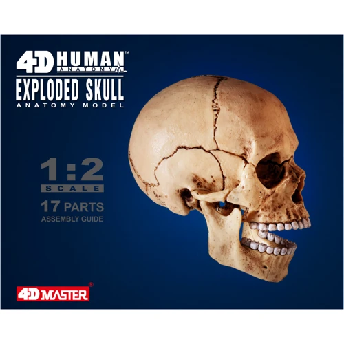 Объемная анатомическая модель 4D Master Череп человека (FM-626111) фото 11