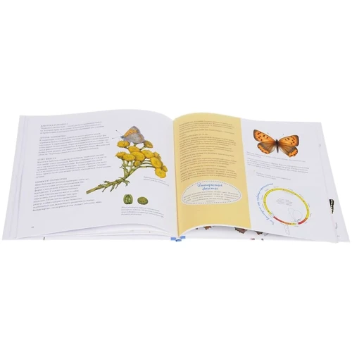 Каста Стефан: Моя книга бабочек: Автор Стефан Каста