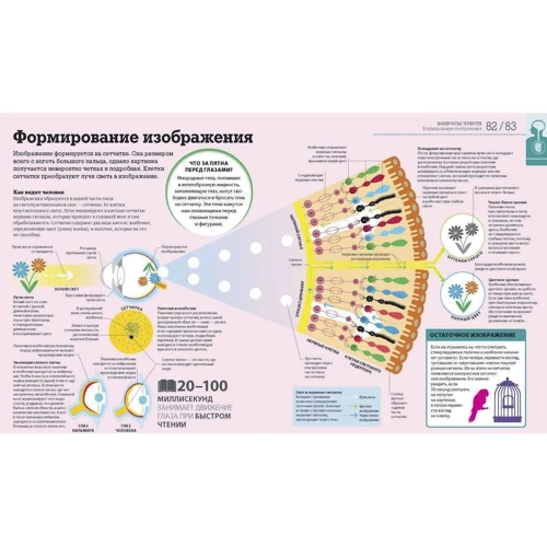 Как работает тело: Автор Никола Темпл