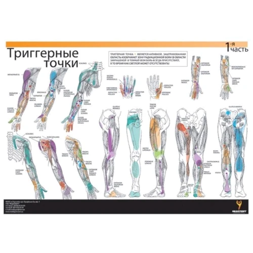 Таблица триггерних точек Medisport + кросс тейп (TM 98+A) фото 2