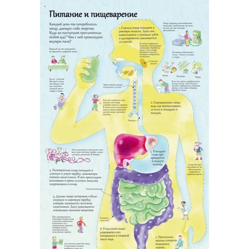 Кэти Дейниз, Коллин Кинг: Открой тайны человека: Количество страниц 14